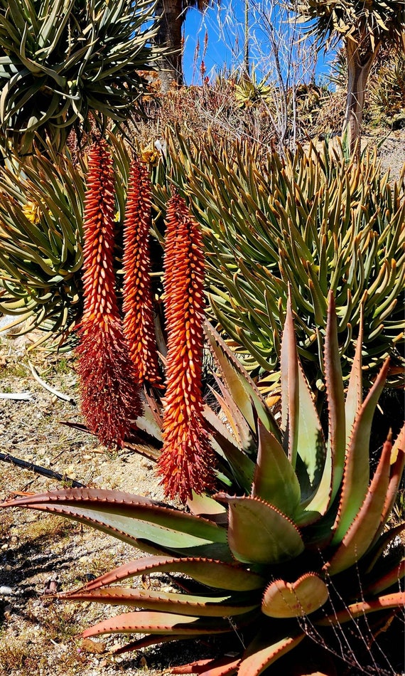 Aloe saudiarabica 子苗 Aloe austroarabica – Buy seeds at rarepalmseeds.com