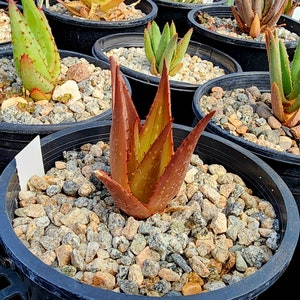 Sm.1g Aloe Butiabana, native to Butiaba Flats east of Lake Albert in western Uganda, growing in the grasslands. Seed grown, top shelf image 1