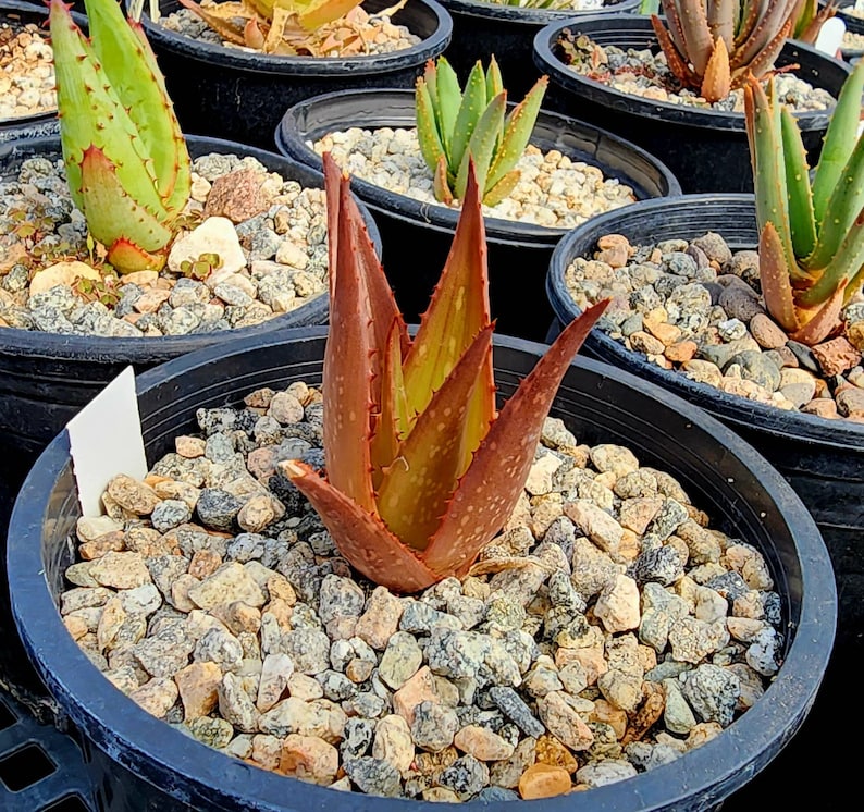 Sm.1g Aloe Butiabana, native to Butiaba Flats east of Lake Albert in western Uganda, growing in the grasslands. Seed grown, top shelf image 1