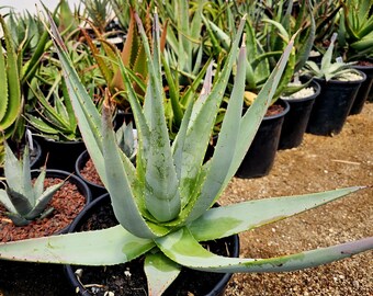 aloe vera purchaser Aloevera Powder for Skin health main image 0