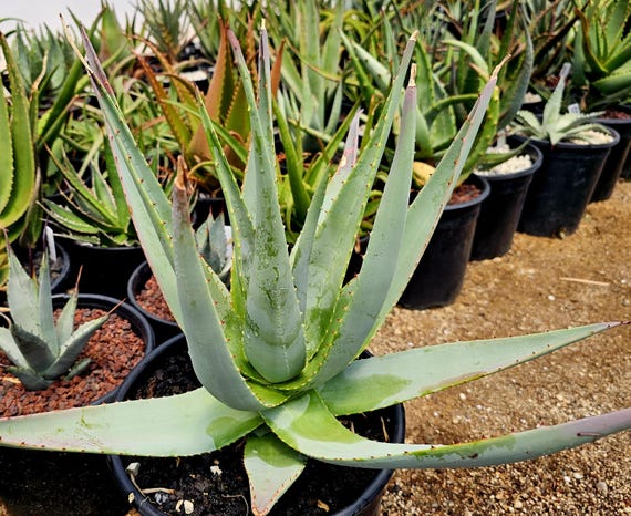 aloe vera gel dm erfahrung Aloe Vera Gel for Hydration & Healing | Vata Balancing Skincare – Cleaner  Roots main image 1