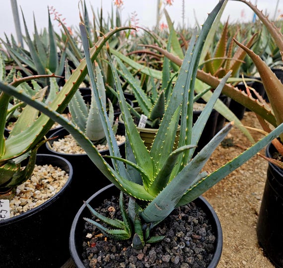 aloe vera plants to buy Aloe Vera Plant – Plants Express main image 0