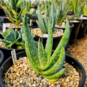 Rare 2g Aloe Gariepensis, seed grown and top shelf.Gariepensis is usually solitary.Native to Northern Cape to Namaqualand on rocky slopes image 3