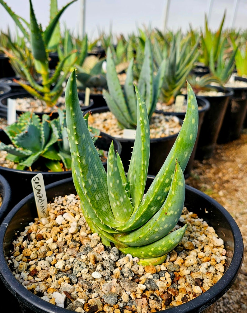 Rare 2g Aloe Gariepensis, seed grown and top shelf.Gariepensis is usually solitary.Native to Northern Cape to Namaqualand on rocky slopes image 3