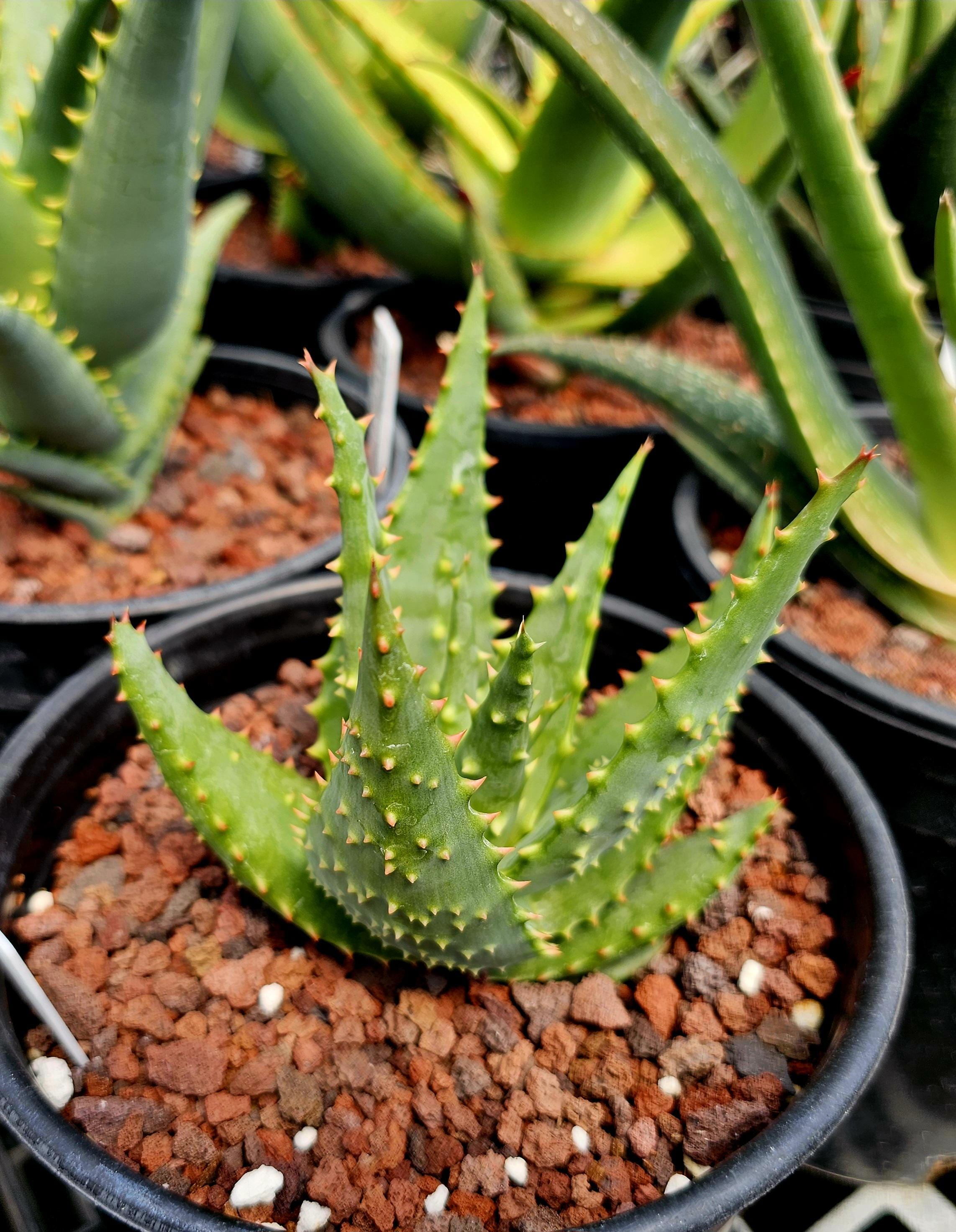 1g Rare Aloe Ferox X Humilis Hybrid: Unique Foliage, Collectors Item - Etsy