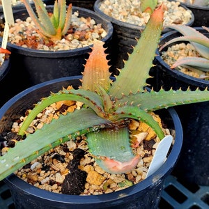 1g Aloe Verdoorniae, these are bushveld aloes from South Africa,Great bloomers, very cold hardy. Full sun or part shade.