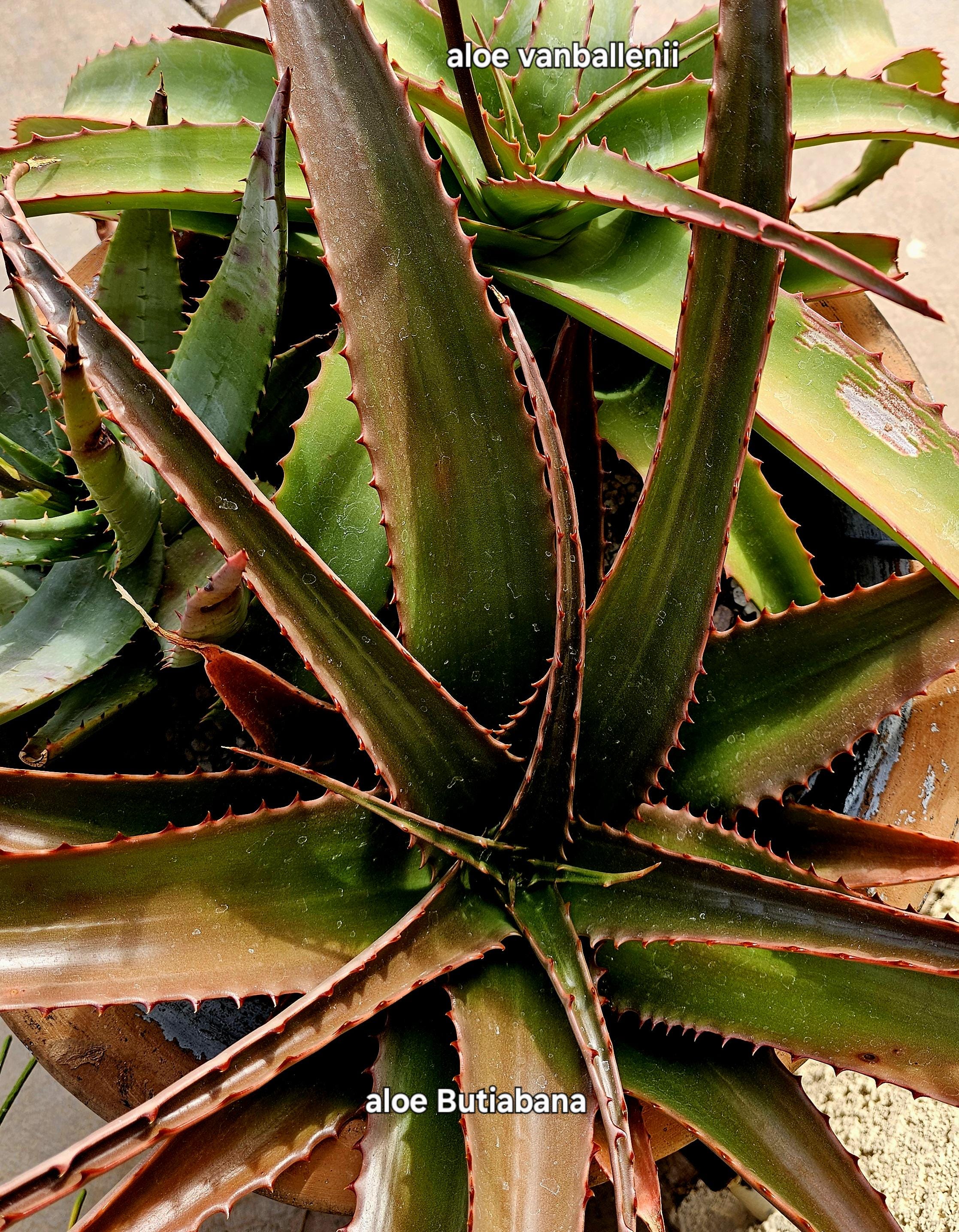 5g Aloe Butiabana Specimen: Western Uganda Rare Aloe, Red Blooms