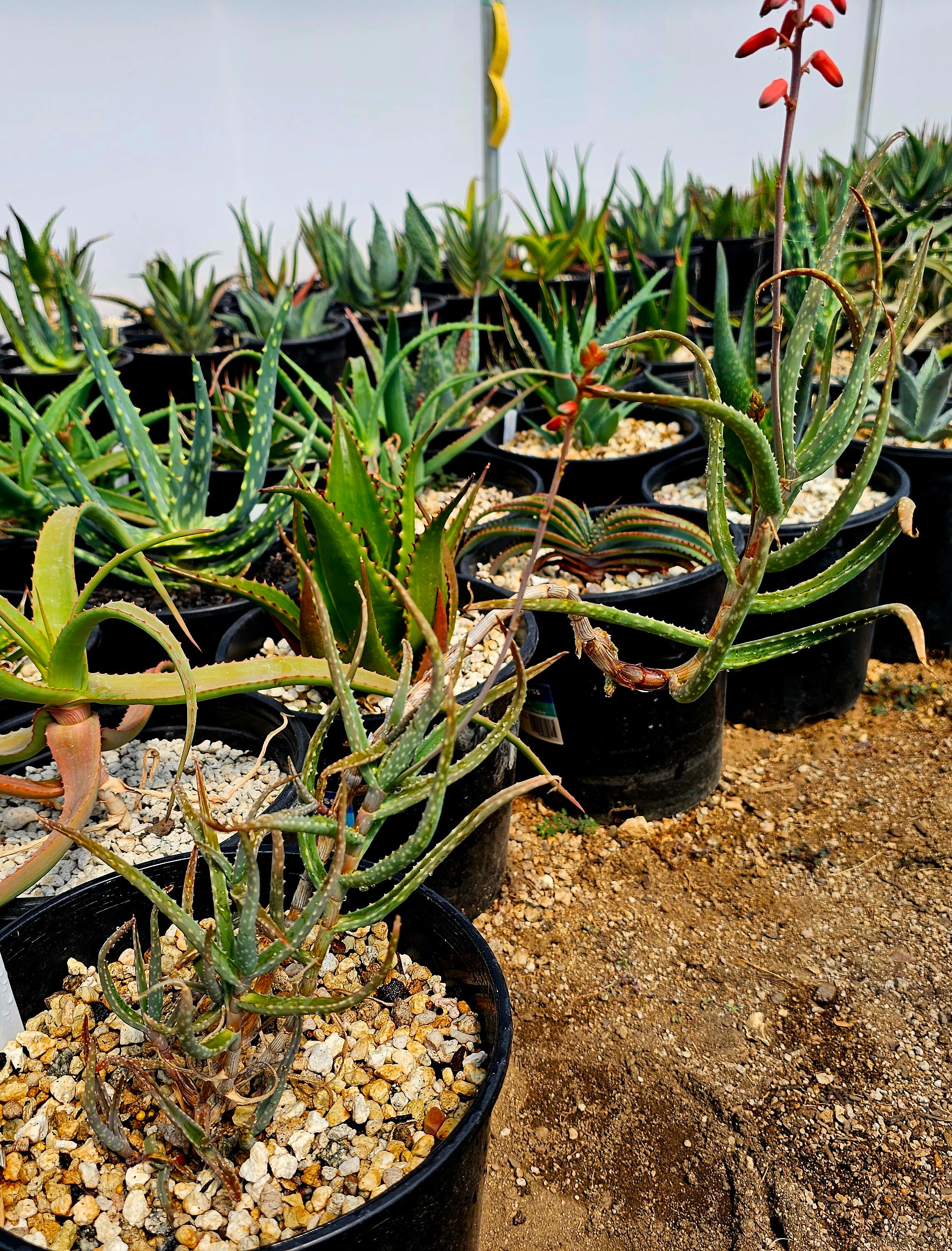 tagescreme aloe vera Macon Derm Balance Aloe Vera Tagescreme -Schtzende Pflege fr den Tag   Krperkult