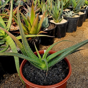 Rare 3g Aloe Argentifolia. Newly described aloe from Mozambique. Seed grown at Circadian Rhythm Greenhouses. Top shelf