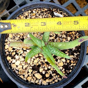 1g Aloe Humilis cluster. These are purebred humilis. Highly sought after aloe. image 6