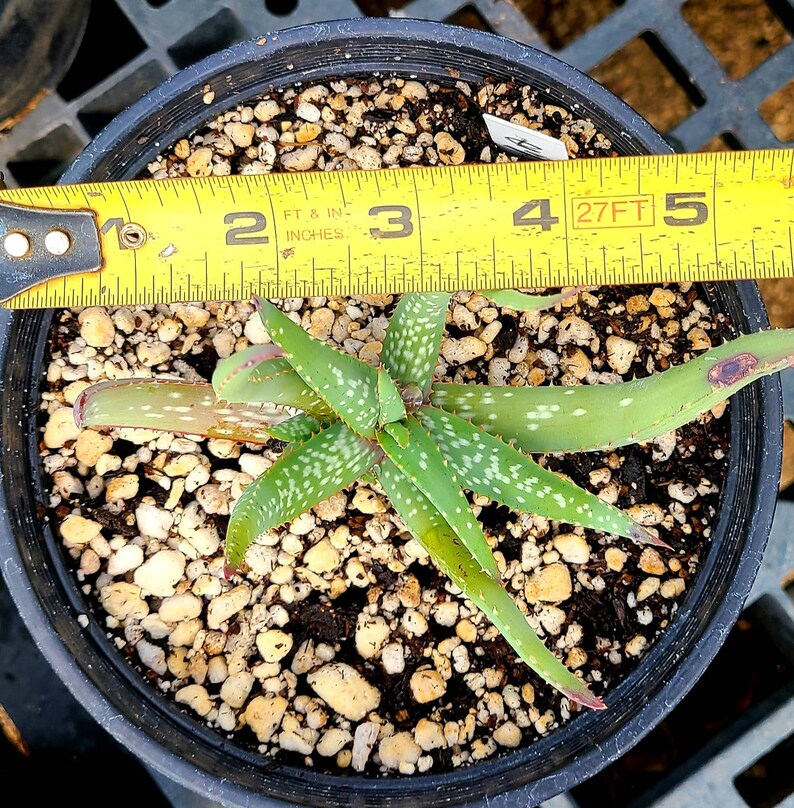 1g Aloe Humilis cluster. These are purebred humilis. Highly sought after aloe. image 6