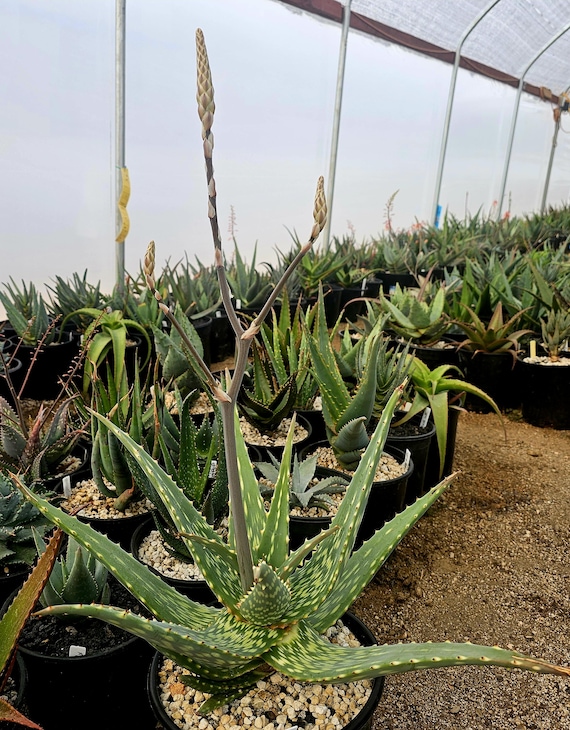 Buy Specimen 5g Aloe Esculenta, Rare Angola Succulent, Spotted Foliage,  Blooming Age Plant Online in India - Etsy