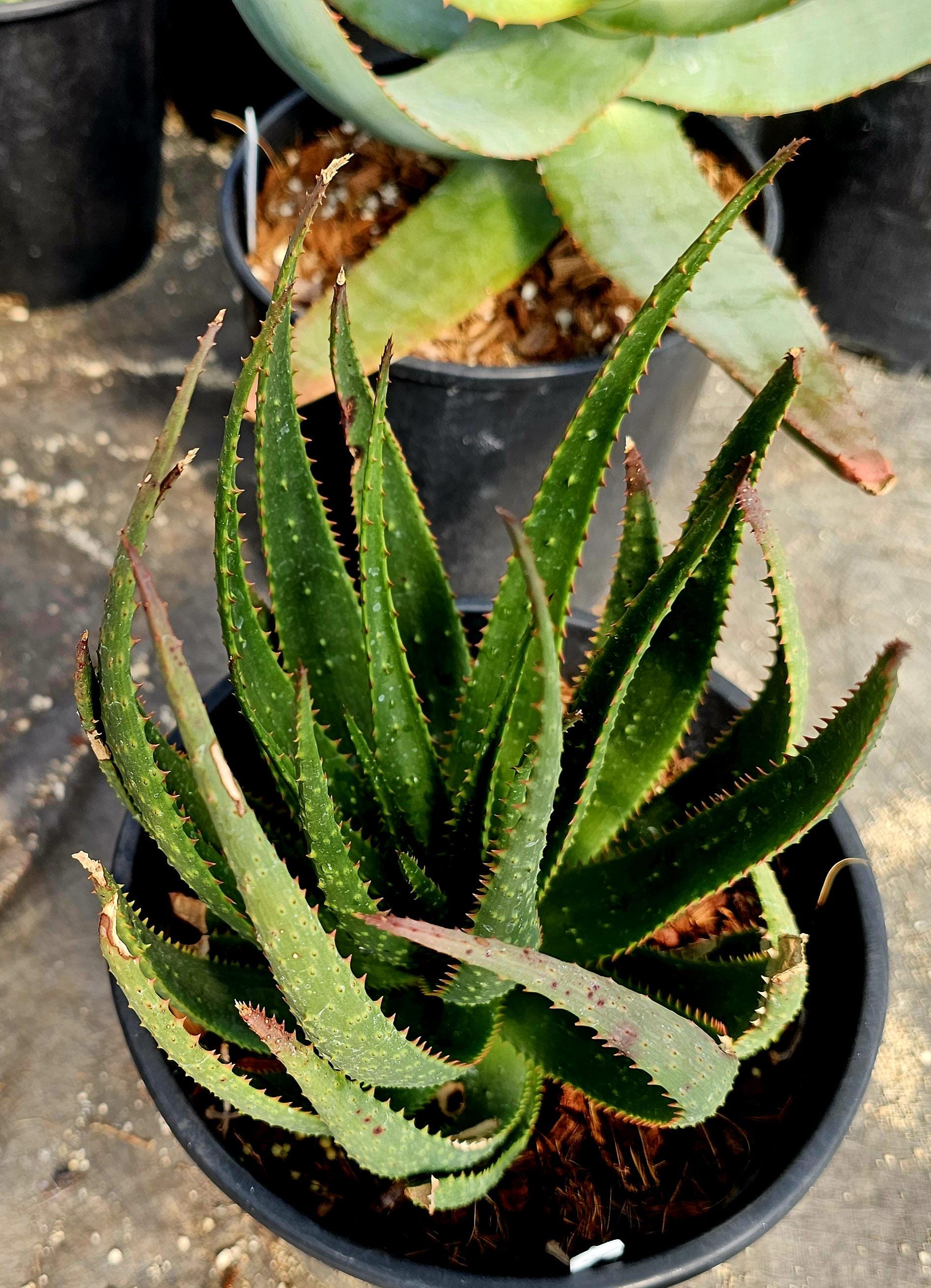 2g Aloe Capitata X Humilis Hybrid, Forest Green Bumpy Foliage, Red ...