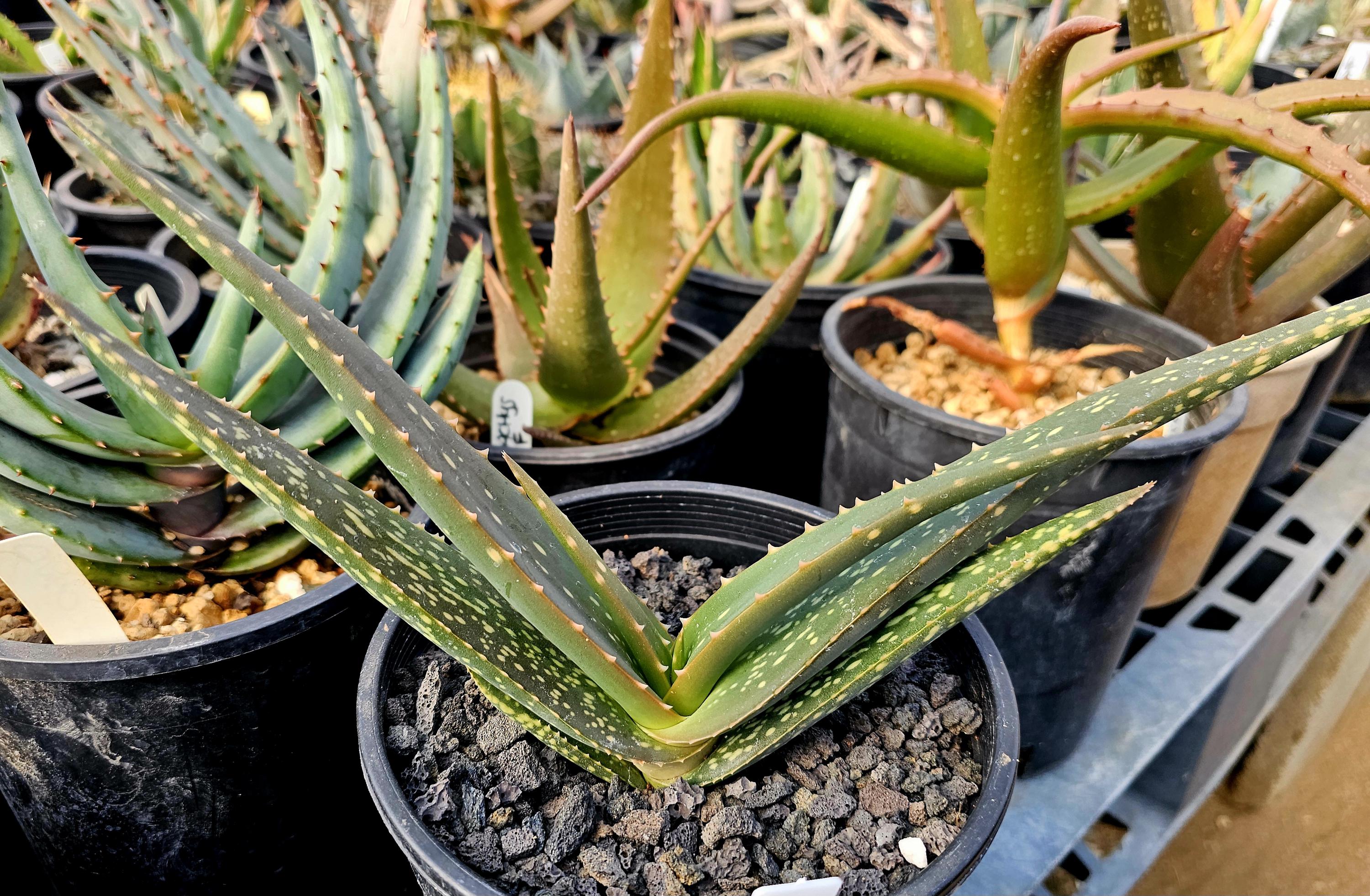 aloe calories Aloe Vera Can