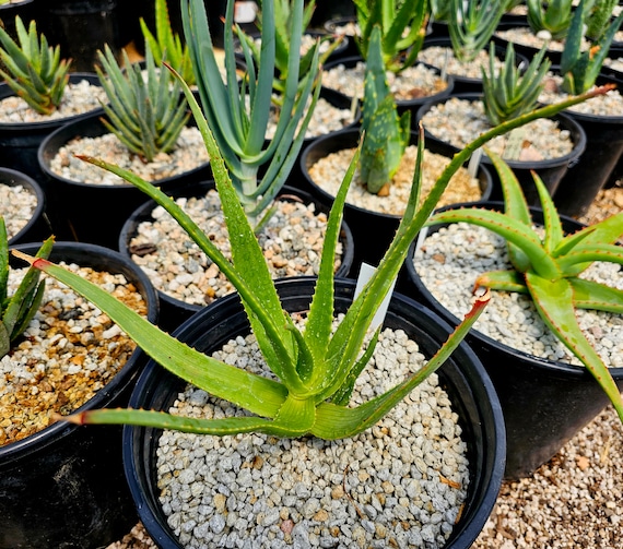 Rare 2g Aloe Mandotoensis, Rarely Seen Aloes of Madagascar.foliage, Blooms  Are Stunning.top Shelf, Seed Grown at Circadian Rhythm - Etsy