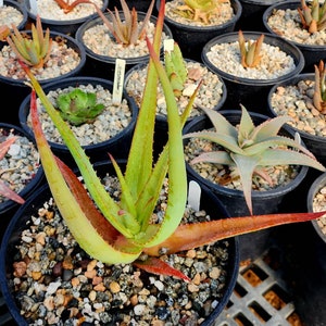 2g Aloe Alooides hybrid. Top shelf, seed grown at Circadian Rhythm. This should be interesting plants as they muture. Flower is unknown image 2