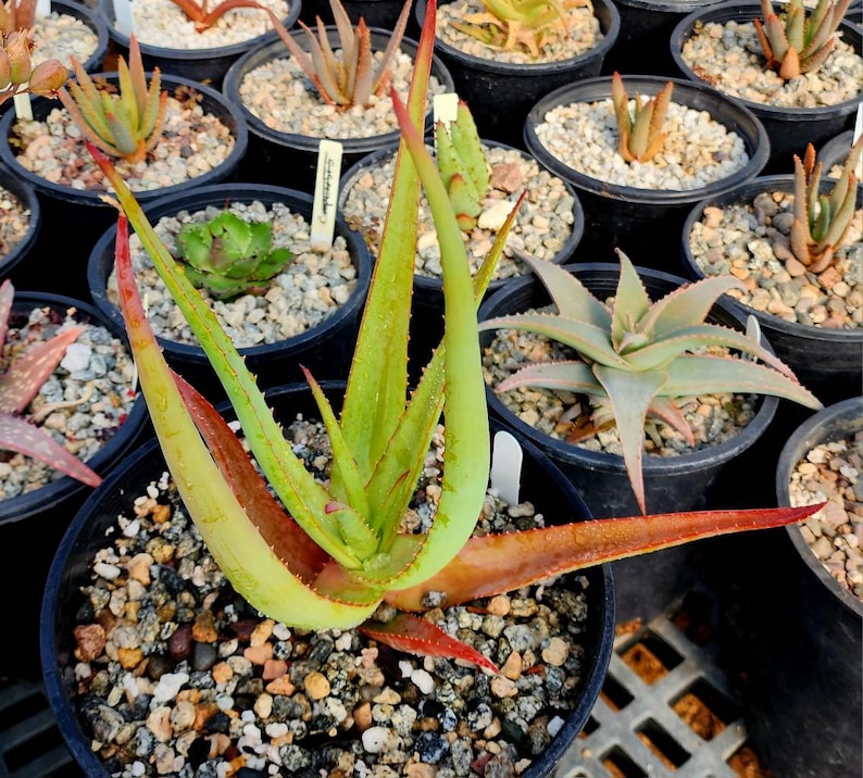 2g Aloe Alooides hybrid. Top shelf, seed grown at Circadian Rhythm. This should be interesting plants as they muture. Flower is unknown image 2