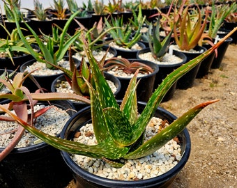 Beautiful 3g Aloe Macrosiphon, purebred seed grown, not tissue culture.Macrosiphon are found in more tropical Africa and Tanzania ,top shelf