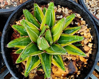 Hi! Its AloeKim and CrJim and we're offering  1g Agave Victoriae Reginae Golden Princess. Any Pups are included. Top shelf