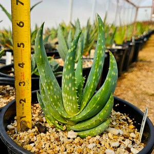 Rare 2g Aloe Gariepensis, seed grown and top shelf.Gariepensis is usually solitary.Native to Northern Cape to Namaqualand on rocky slopes image 8