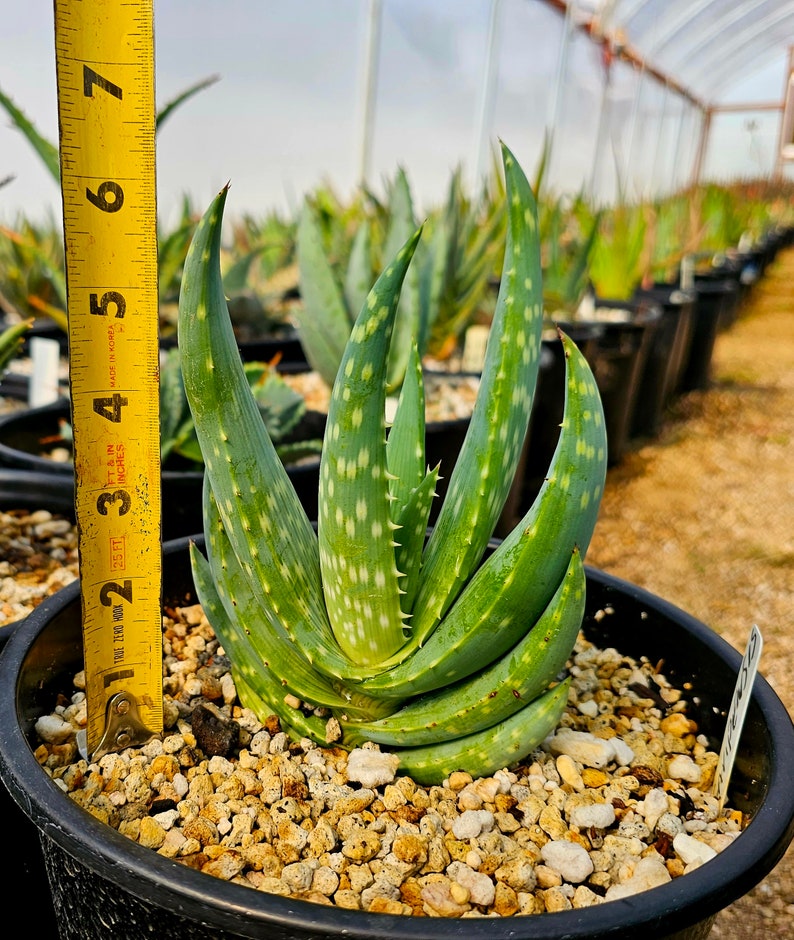 Rare 2g Aloe Gariepensis, seed grown and top shelf.Gariepensis is usually solitary.Native to Northern Cape to Namaqualand on rocky slopes image 8