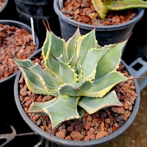 Agave Potatorum 'cubic' - Thick Leave Rosette Compact Agave