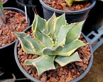 Agave Macroacantha 'blue Ribbon' - Long Black Terminal Spike