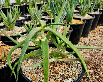 Seed grown 2g Aloe Confusa. These aloes are from Tanzania, growing near Mount Kilimanjaro. Flowers can be red/orange to yellow. Top shelf