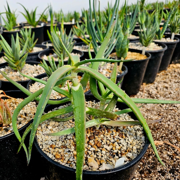 Seed grown 2g Aloe Confusa. These aloes are from Tanzania, growing near Mount Kilimanjaro. Flowers can be red/orange to yellow. Top shelf