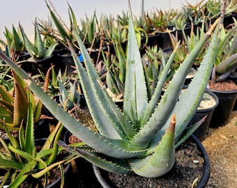 100 bio aloe vera gel Bio Aloe Vera Gel 99% | natürliche Hautpflege