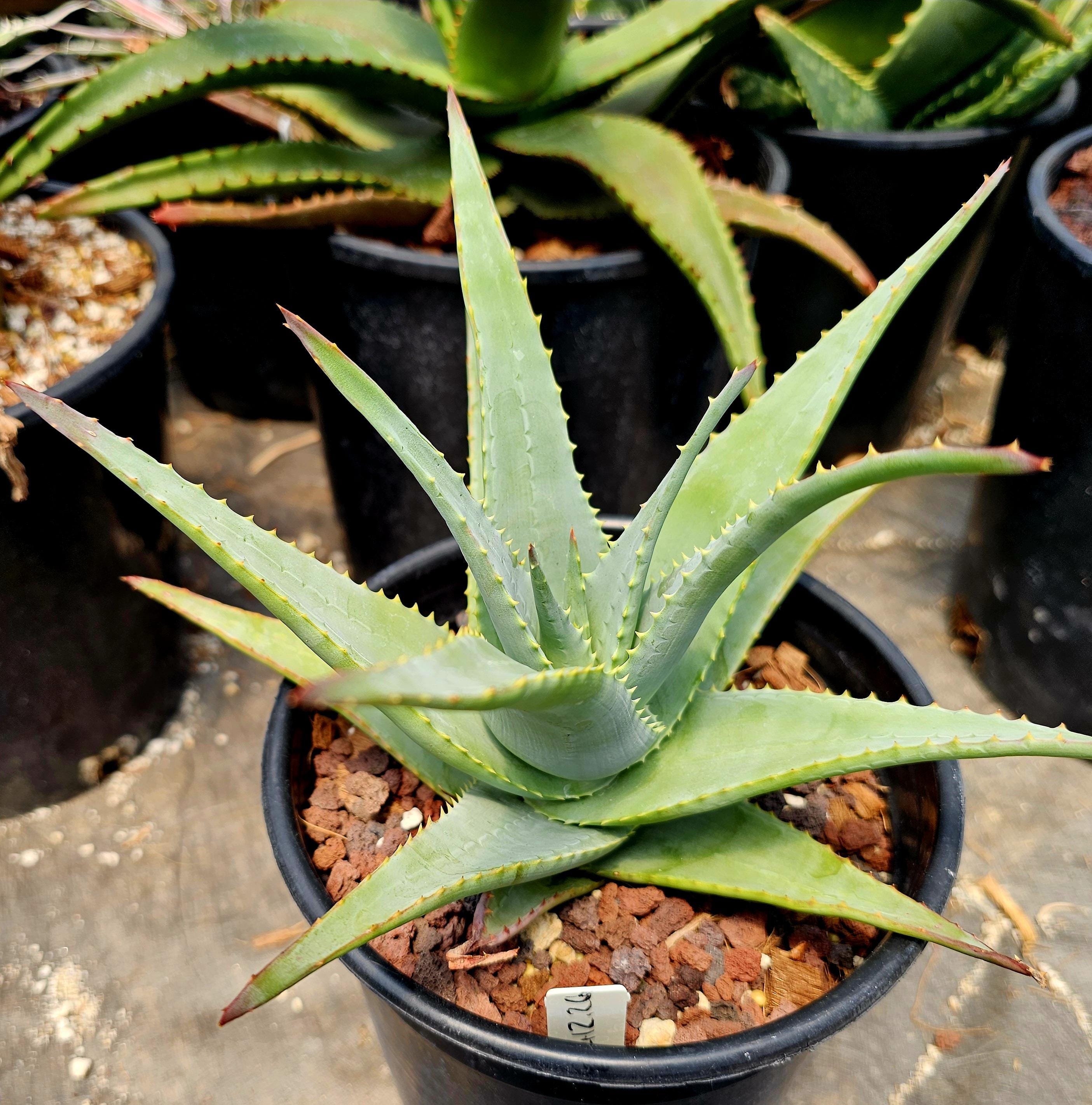 Limited Release 1g Aloe Lineata Muirii Hybrid. Cold Hardy to Mid 20s ...