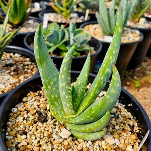 Rare 2g Aloe Gariepensis, seed grown and top shelf.Gariepensis is usually solitary.Native to Northern Cape to Namaqualand on rocky slopes image 5