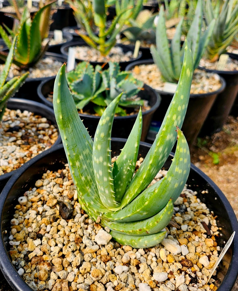 Rare 2g Aloe Gariepensis, seed grown and top shelf.Gariepensis is usually solitary.Native to Northern Cape to Namaqualand on rocky slopes image 5