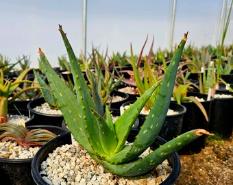 Rare 3g Aloe Littoralis, seed grown and top shelf. Single stem tree aloes up to 10ft high at maturity. Seeds from South African stock.