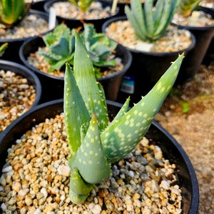 Rare 2g Aloe Gariepensis, seed grown and top shelf.Gariepensis is usually solitary.Native to Northern Cape to Namaqualand on rocky slopes image 2