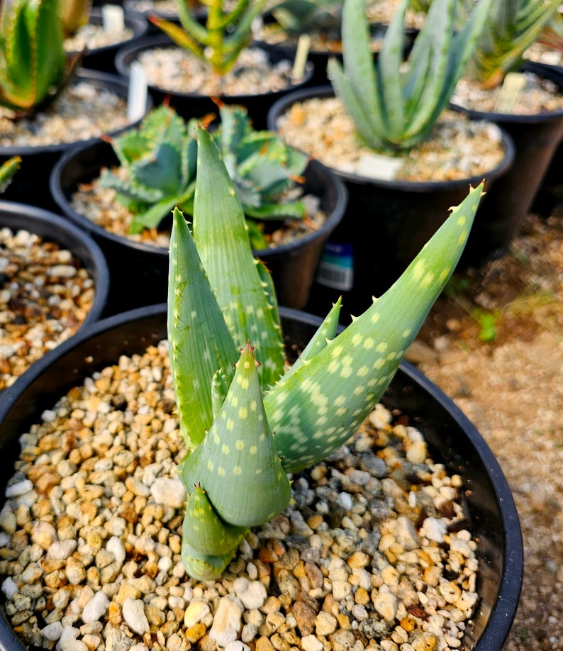 Rare 2g Aloe Gariepensis, seed grown and top shelf.Gariepensis is usually solitary.Native to Northern Cape to Namaqualand on rocky slopes image 2