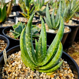 Rare 2g Aloe Gariepensis, seed grown and top shelf.Gariepensis is usually solitary.Native to Northern Cape to Namaqualand on rocky slopes image 1