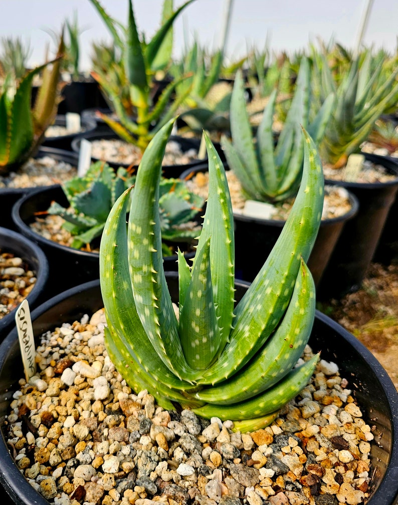 Rare 2g Aloe Gariepensis, seed grown and top shelf.Gariepensis is usually solitary.Native to Northern Cape to Namaqualand on rocky slopes image 1