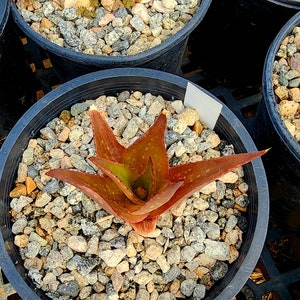 Sm.1g Aloe Butiabana, native to Butiaba Flats east of Lake Albert in western Uganda, growing in the grasslands. Seed grown, top shelf image 4