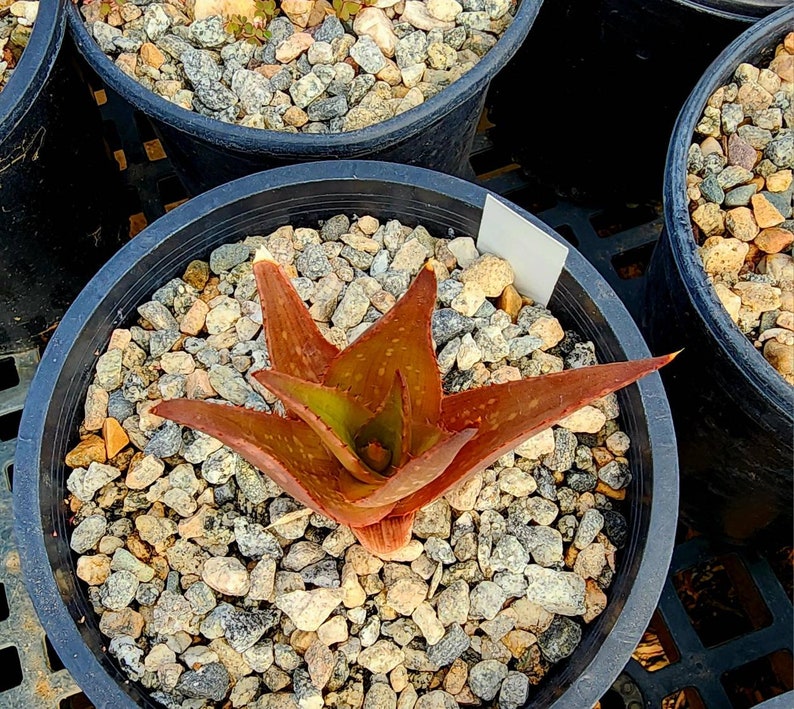 Sm.1g Aloe Butiabana, native to Butiaba Flats east of Lake Albert in western Uganda, growing in the grasslands. Seed grown, top shelf image 4