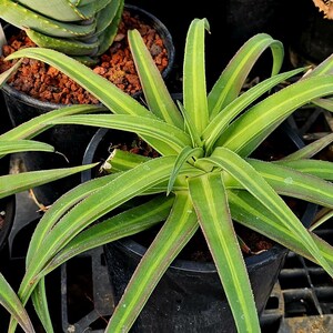 1g Agave Nizandensis: Rare Spineless Container Agave - Etsy