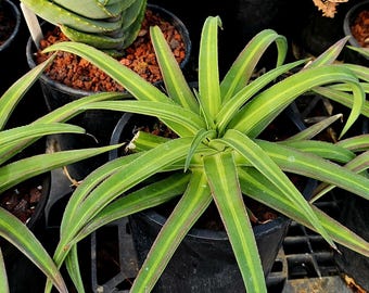 1g Agave Nizandensis: Rare Spineless Container Agave - Etsy