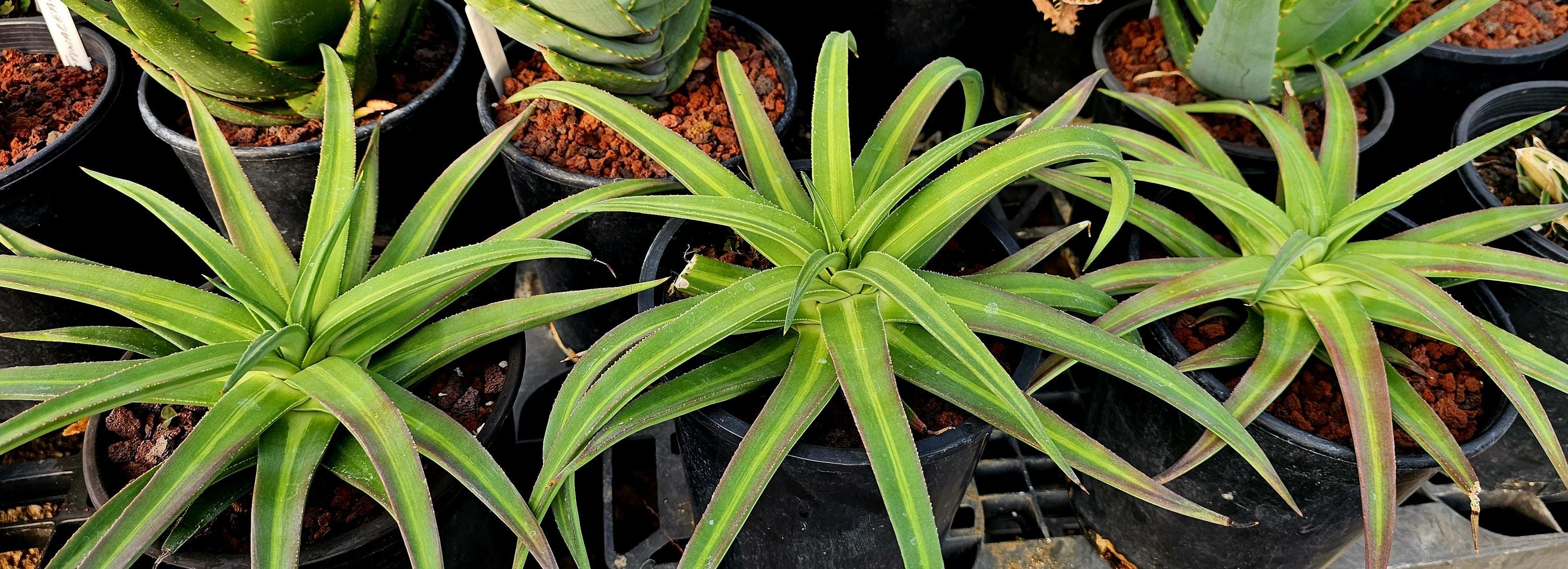 1g Agave Nizandensis: Rare Spineless Container Agave - Etsy