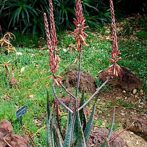 Seed grown 1g Aloe Esculenta, a rarely seen aloe of Angola. Gorgeous bloomers, stunning foliage, must have aloe for the collector. Top shelf image 9