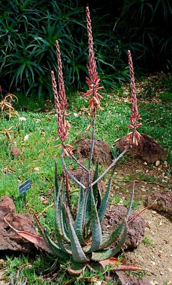 Specimen 5g Aloe Esculenta, Rare Angola Succulent, Spotted Foliage,  Blooming Age Plant - Etsy