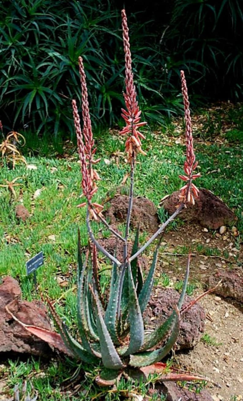 Seed grown 1g Aloe Esculenta, a rarely seen aloe of Angola. Gorgeous bloomers, stunning foliage, must have aloe for the collector. Top shelf image 9