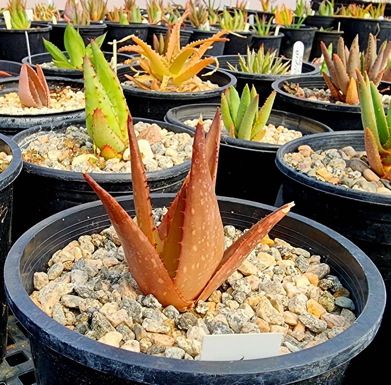 Sm.1g Aloe Butiabana, native to Butiaba Flats east of Lake Albert in western Uganda, growing in the grasslands. Seed grown, top shelf image 7