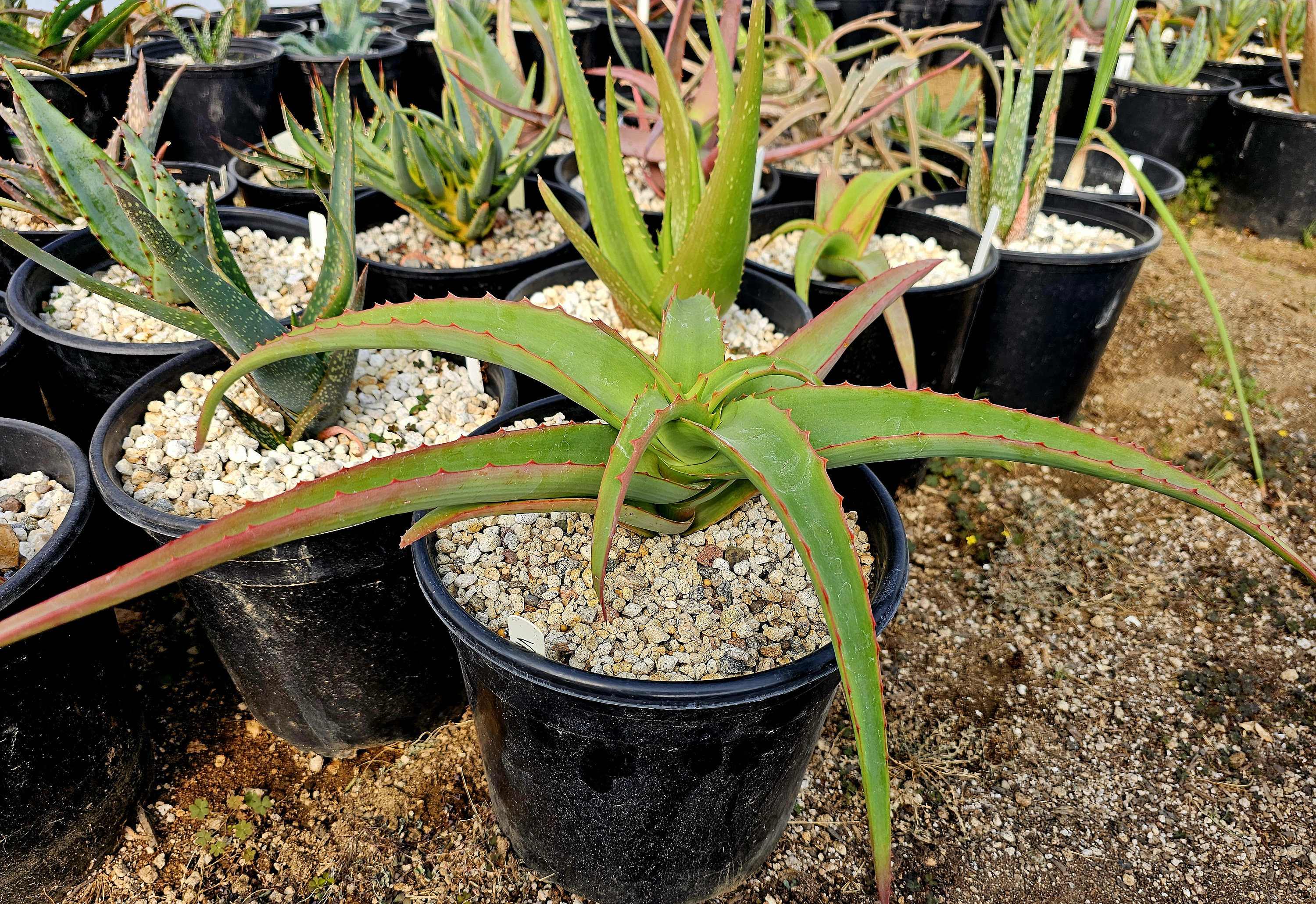 Clumping Aloe - Etsy