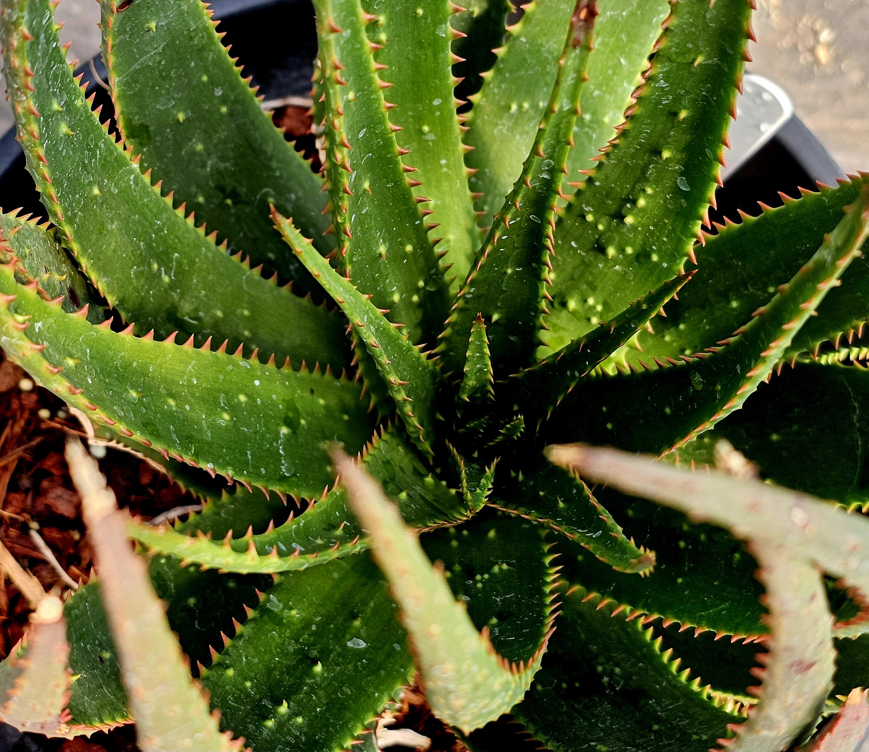 2g Aloe Capitata X Humilis Hybrid, Forest Green Bumpy Foliage, Red ...
