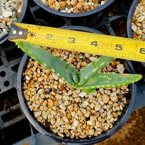 Seed grown 1g Aloe Esculenta, a rarely seen aloe of Angola. Gorgeous bloomers, stunning foliage, must have aloe for the collector. Top shelf image 8